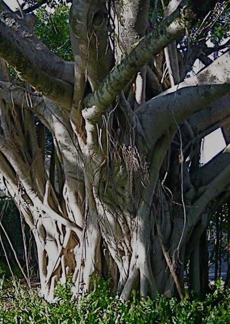 Banyan Tree