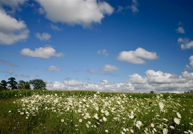 Field of Flowers
