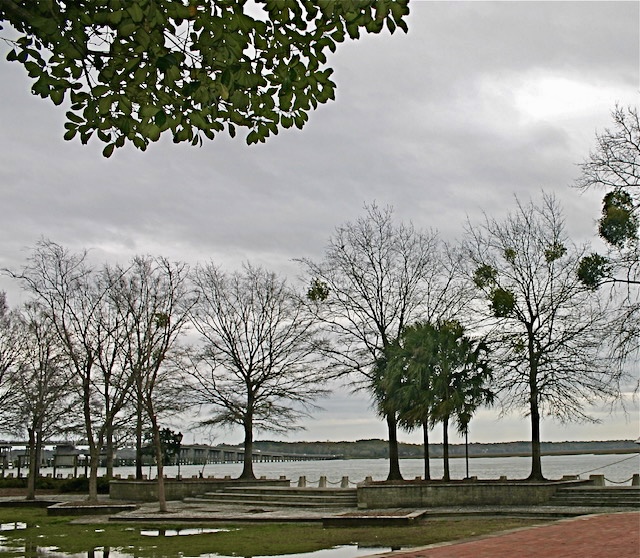 Florida Trees