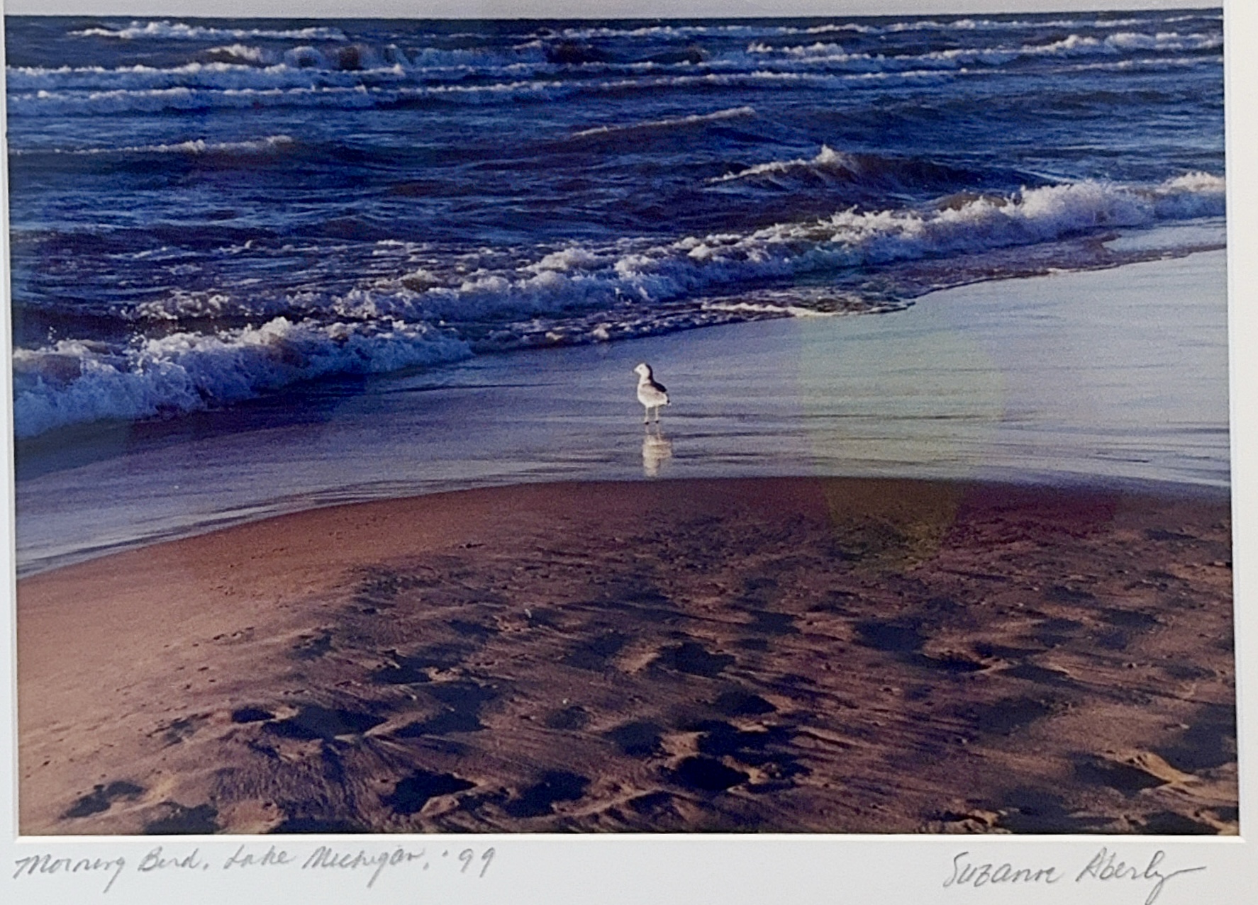 Morning Bird, Lake Michigan, 1999