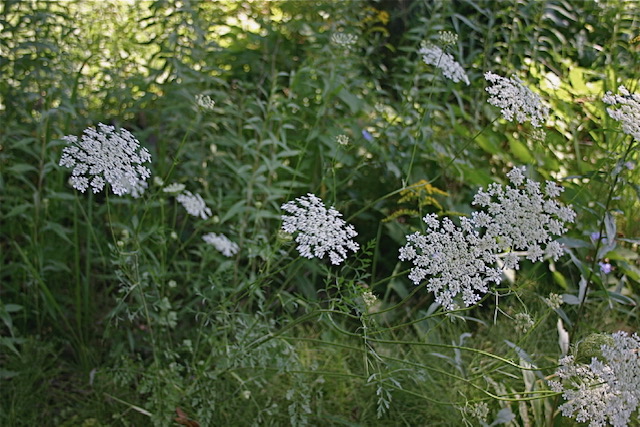 Queen Anne's Lace